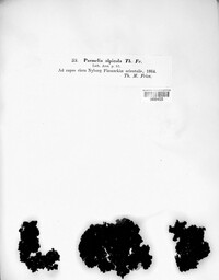 Image of Allantoparmelia alpicola
